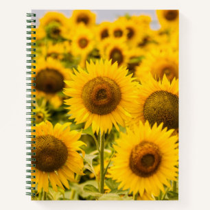 Farms A Sunflower Field Notebook