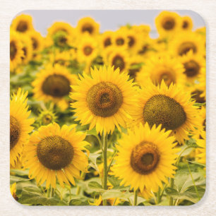 Farms   A Sunflower Field Square Paper Coaster