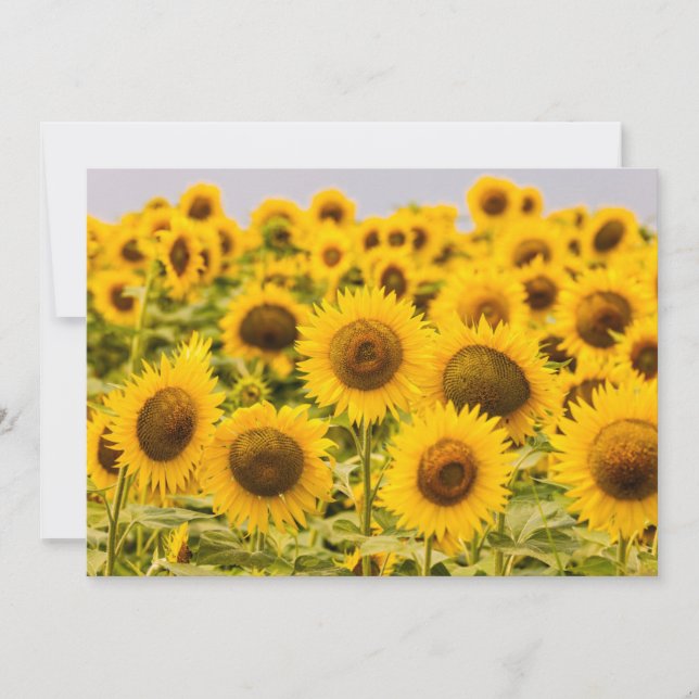 Farms | A Sunflower Field Thank You Card (Front)