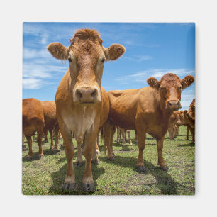 Farms Brown Cow Group Magnet