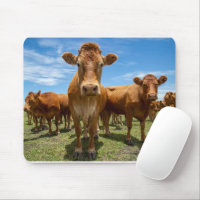 Farms | Brown Cow Group