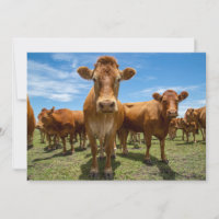 Farms | Brown Cow Group