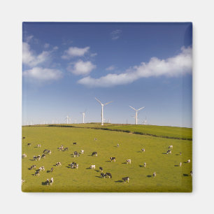 Farms   Cows Near Windmill Farm Magnet