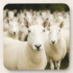 Farms Herd of Sheep Coaster