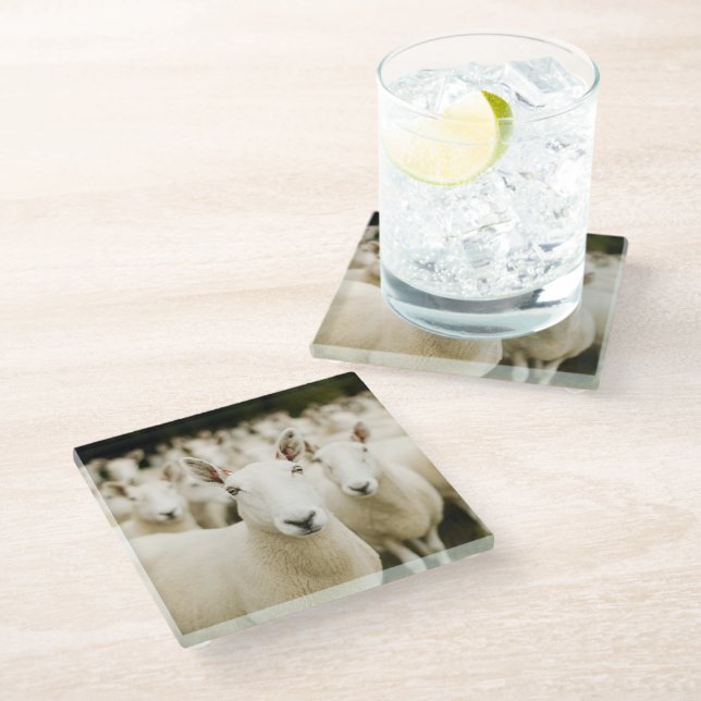 Farms | Herd of Sheep Glass Coaster (Angled)