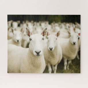 Farms   Herd of Sheep Jigsaw Puzzle
