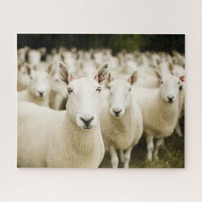 Farms | Herd of Sheep Jigsaw Puzzle (Horizontal)
