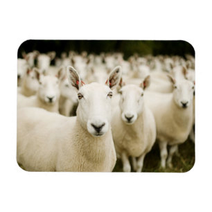 Farms   Herd of Sheep Magnet