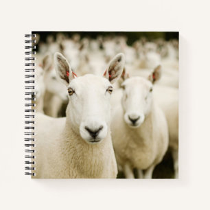 Farms   Herd of Sheep Notebook