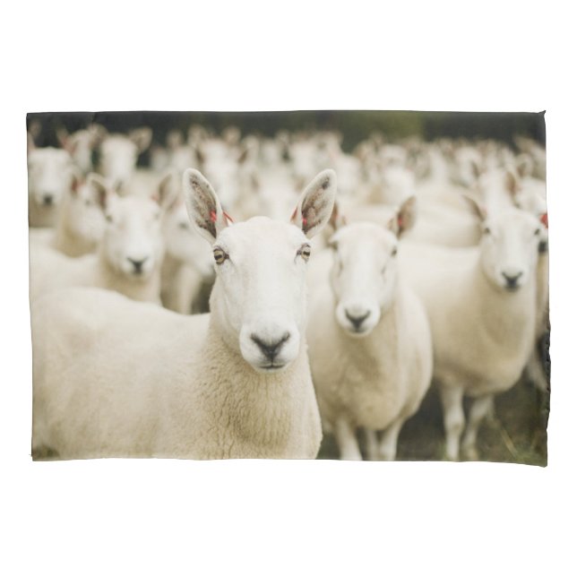 Farms | Herd of Sheep Pillowcase (Front)