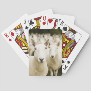Farms Herd of Sheep Playing Cards