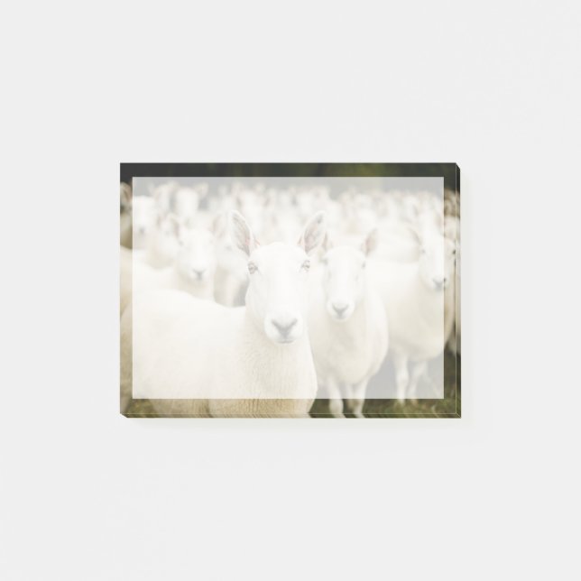Farms | Herd of Sheep Post-it Notes (Front)