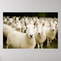 Farms | Herd of Sheep