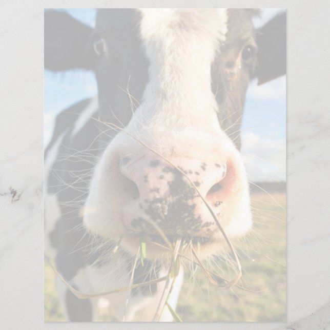 Farms | Holstein Cow Chewing (Front)
