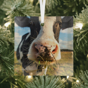 Farms Holstein Cow Chewing Glass Ornament