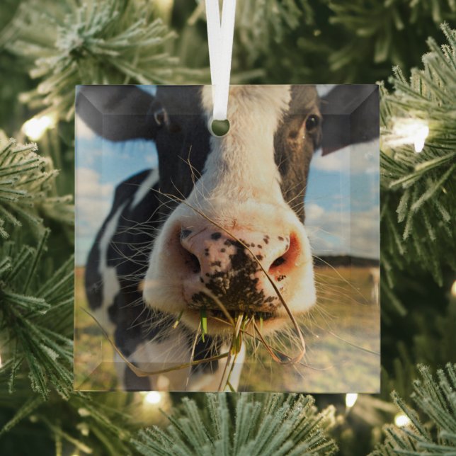 Farms | Holstein Cow Chewing Glass Ornament (Insitu)