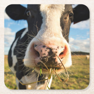 Farms Holstein Cow Chewing Square Paper Coaster