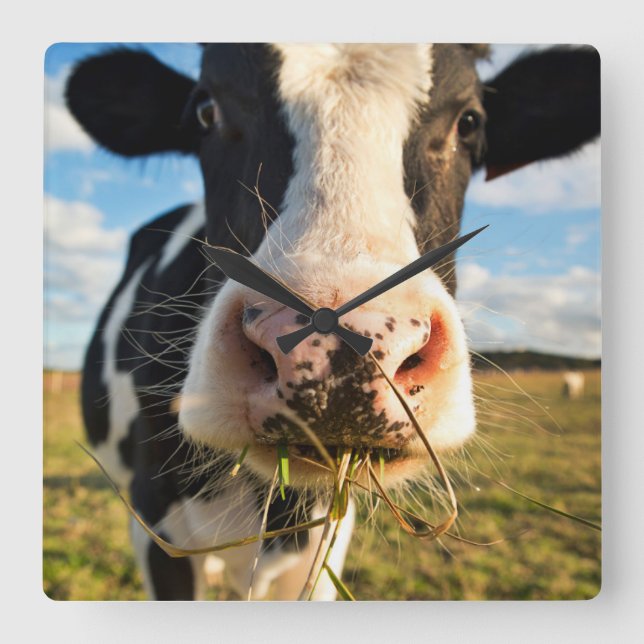 Farms | Holstein Cow Chewing Square Wall Clock (Front)