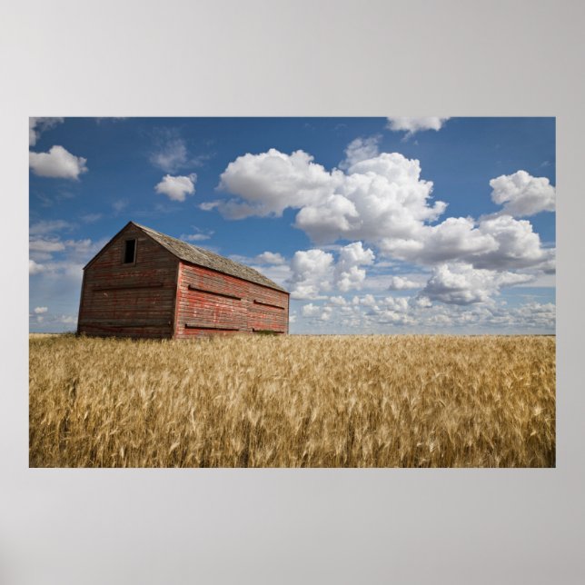 Farms | Old Red Barn in Wheat Field Poster (Front)