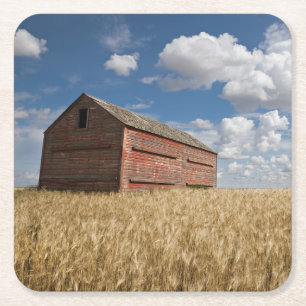 Farms Old Red Barn in Wheat Field Square Paper Coaster