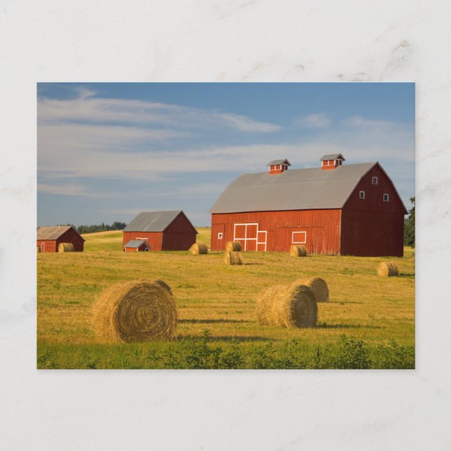 Farms | Red Barns Near Hay Bales Postcard (Front)
