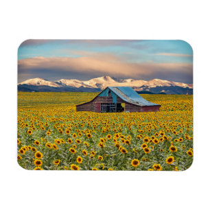 Farms   Sunflower Field Magnet