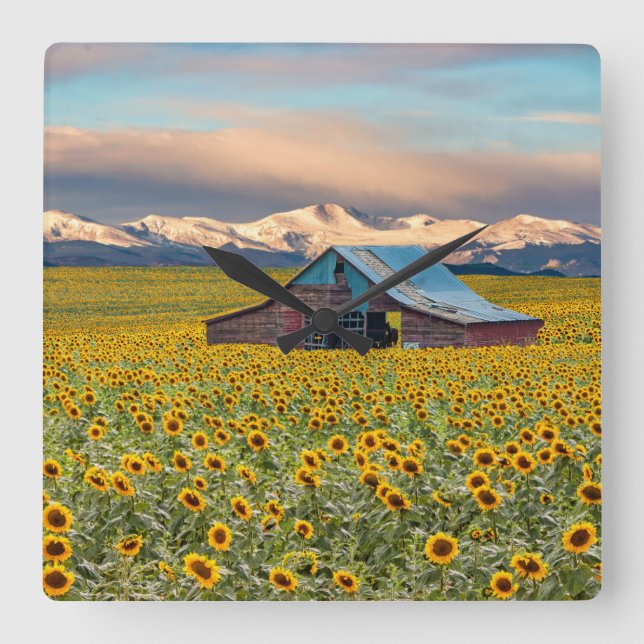 Farms | Sunflower Field Square Wall Clock (Front)