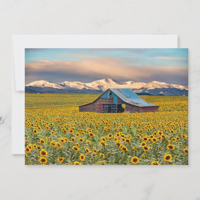 Farms | Sunflower Field Thank You Card (Front)