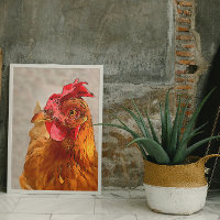 Farmyard Chicken Portrait Black Outline Art