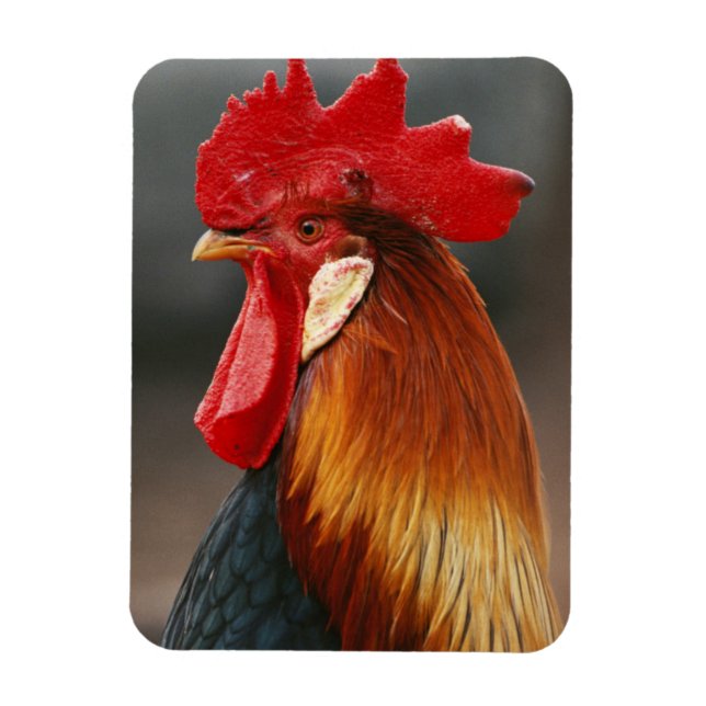 Farmyard Domestic Rooster Magnet (Vertical)