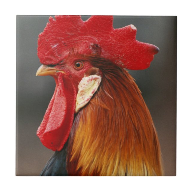 Farmyard Domestic Rooster Tile (Front)