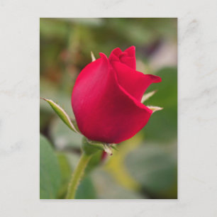 Fascination Postcard