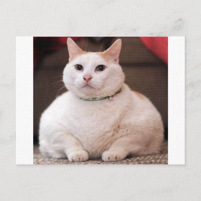 Fat Cat Postcard (Front)