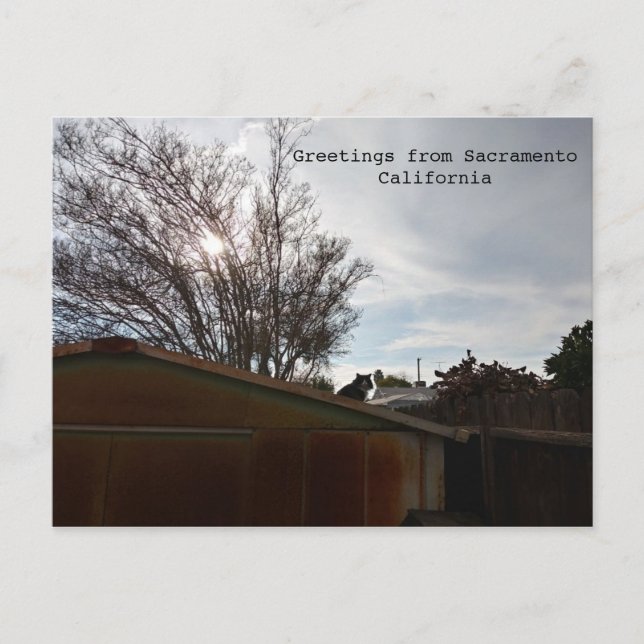 Fat cat postcard (Front)