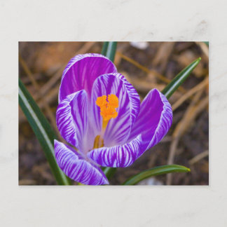 fat crocus postcard