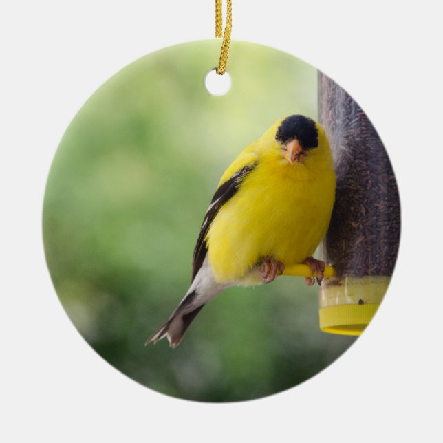 Fat Finch Ceramic Ornament (Front)