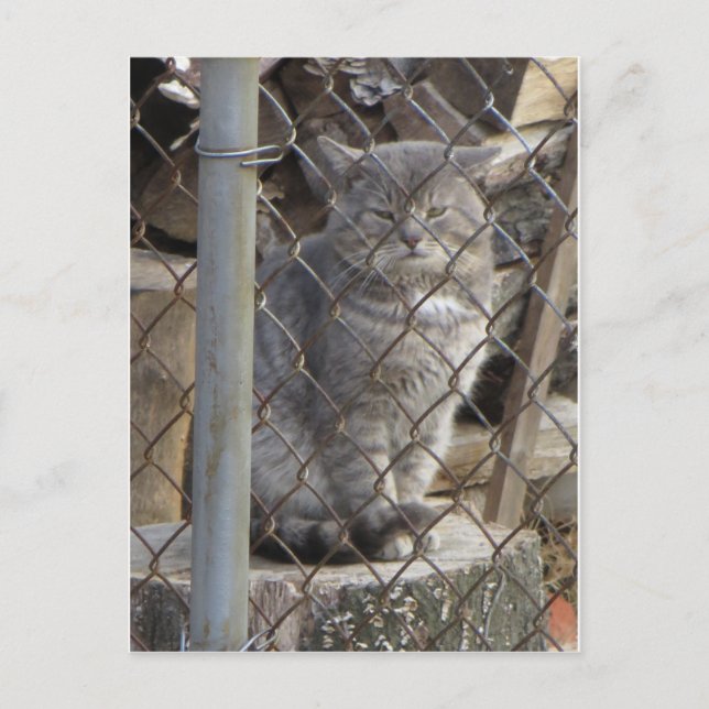 Fat Grey Cat 1 Postcard (Front)