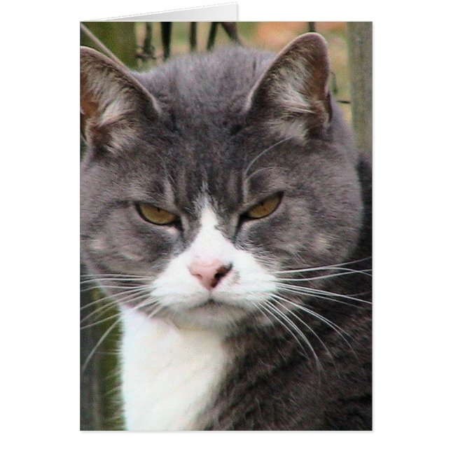 Fat Tabby GRUMPY (Front)