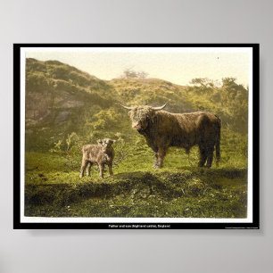 Father and son (highland cattle), England Poster