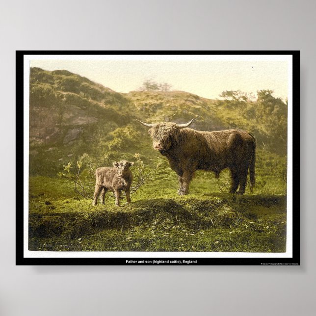 Father and son (highland cattle), England Poster (Front)