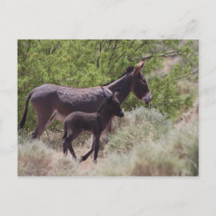 Father and Son Wild Burros in Beatty, Nevada Postcard