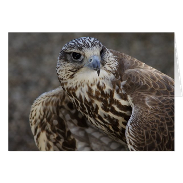 Faucon (Devant horizontal)