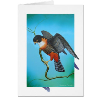 Faucon Orange-breasted