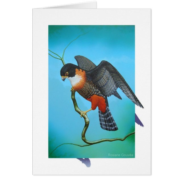 Faucon Orange-breasted (Devant)