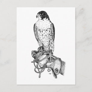 Faucon pèlerin sur carte postale