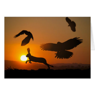 Faucons de Harris chassant la carte