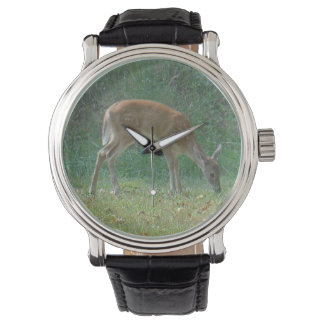 faun, baby deer watch