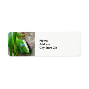 Faune Carolina verte Anole Lizard Photo
