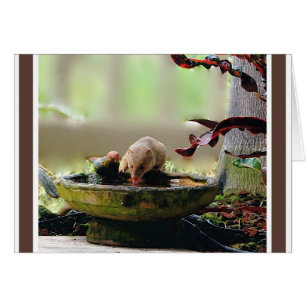 Faune d'abreuvoir de mangouste