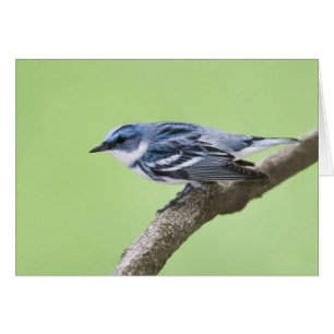 Fauvette Cerulean